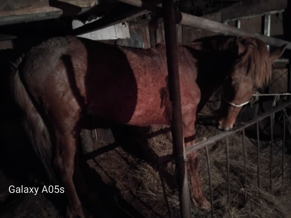 Продам жеребца 2 г