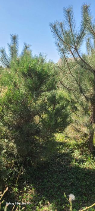 Крымская сосна арча кучатлари сотилади