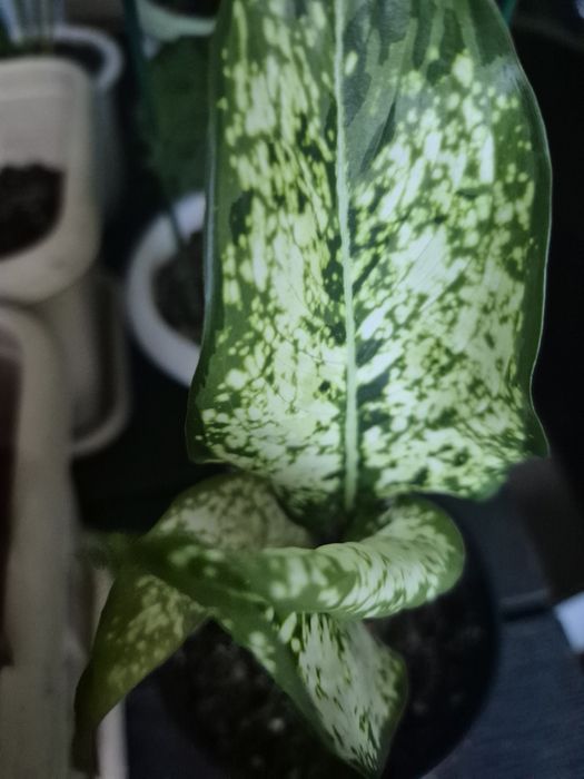 Продам комнатные цветы