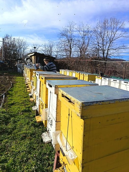 Vând familii de albine cu sau fara cutie