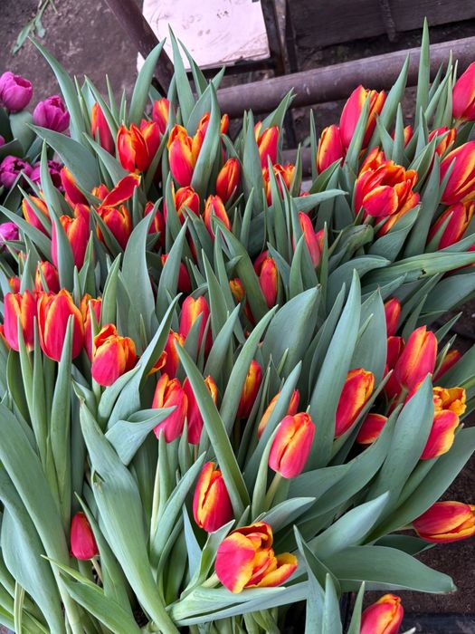 Продам тюльпаны .