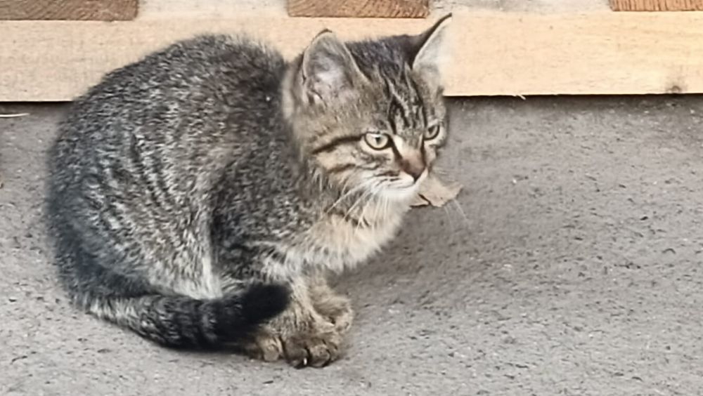 Отдам котенка в добрые руки мышелов