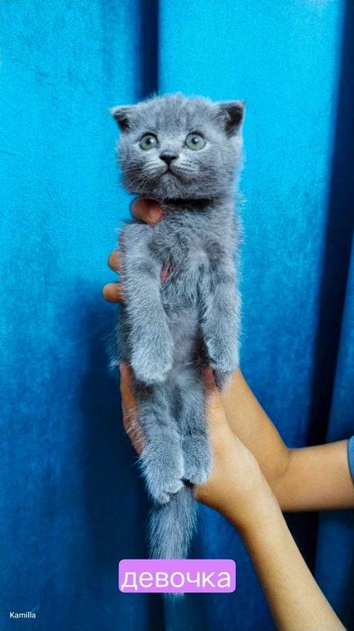 Чистокровные котята