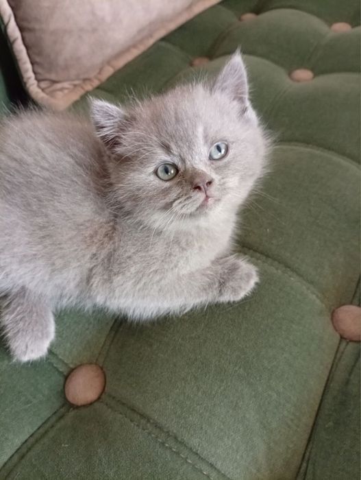 мушукча сотилади акция нархда улгуриб колинг