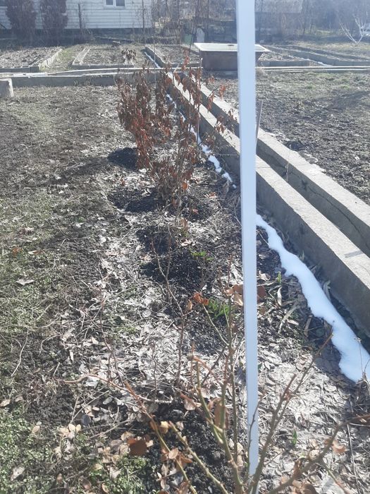 Смородина куст продам