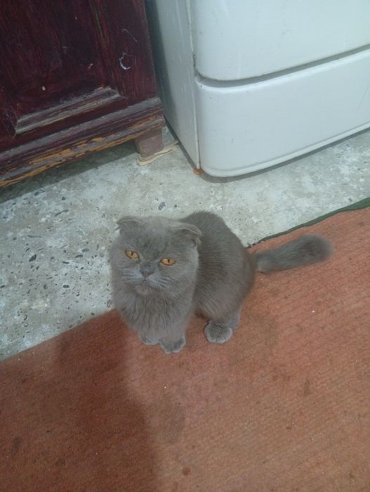 skotch fold Britaniya mushugi