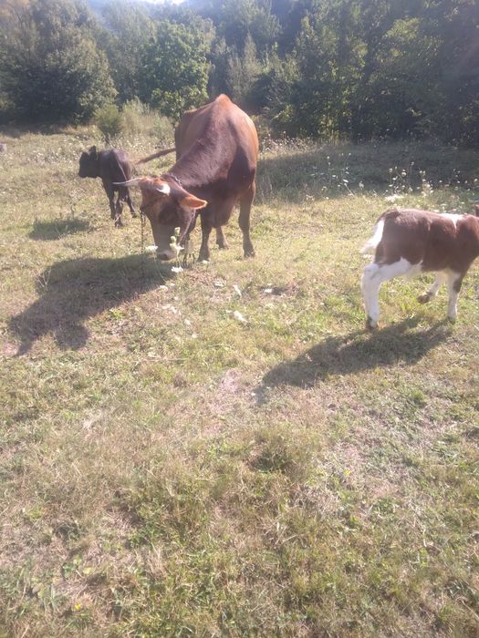 Vand vacă a doua fataura 2 vieti după ea unu pus suge împreună este gonita preț 1600 lei  pentru mai multe detalii sunați la nr de telefon 0762405118