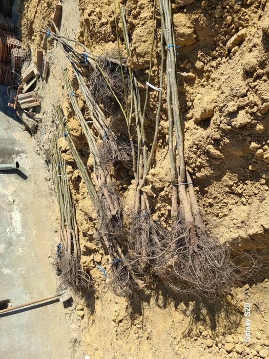 Vând Pomi altoiți anul 2, 3