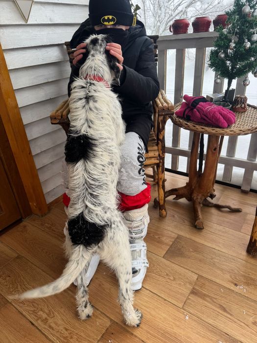 Cațelușă spre adopție (Pată)