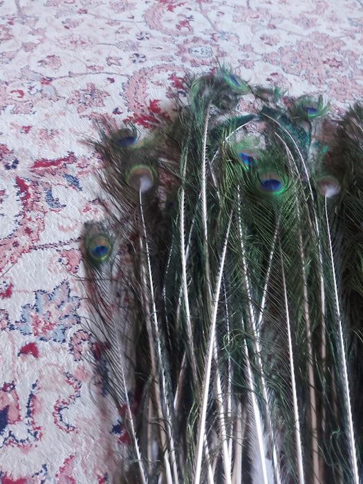 Перья павлинов продам