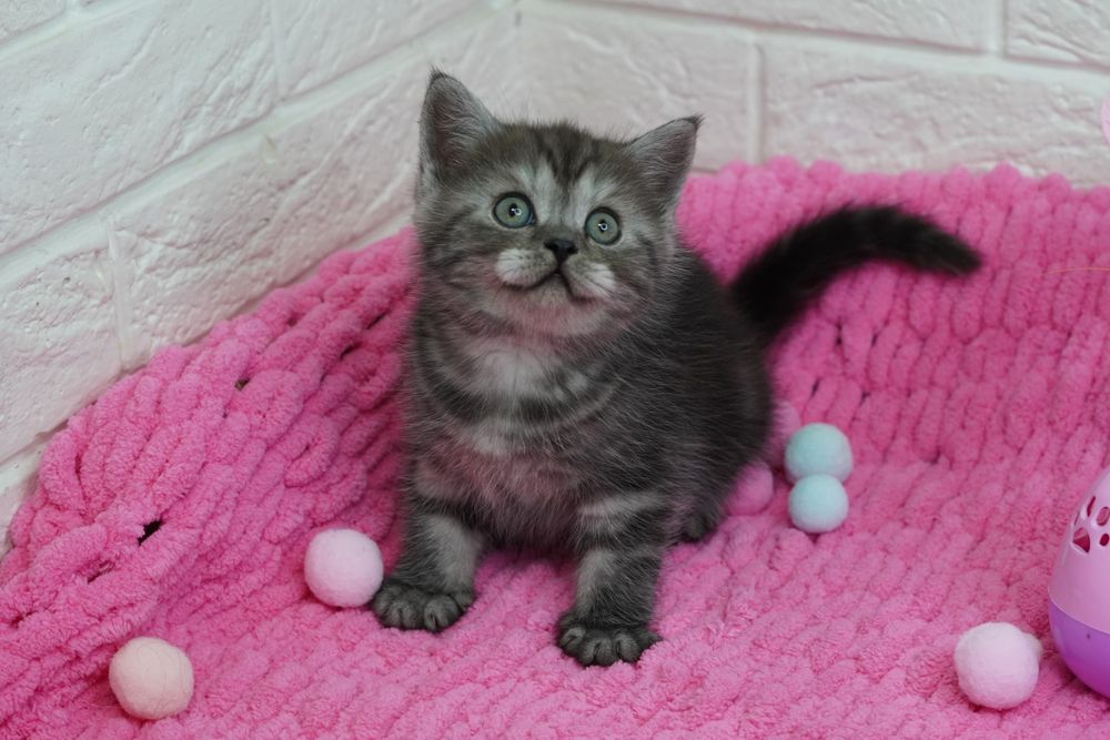 Шотландские котята*