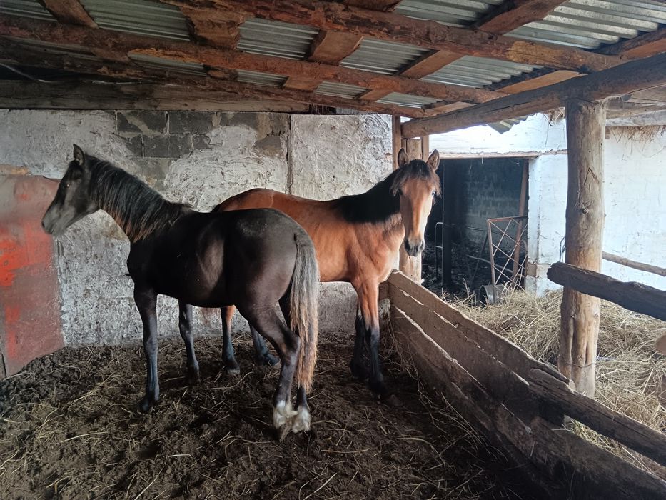 Тайлар бир жылдыктар