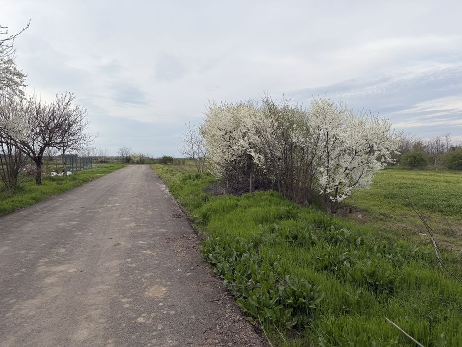 Teren intravilan 700mp, Lilieci, Ialomița(20 min de Bucuresti)