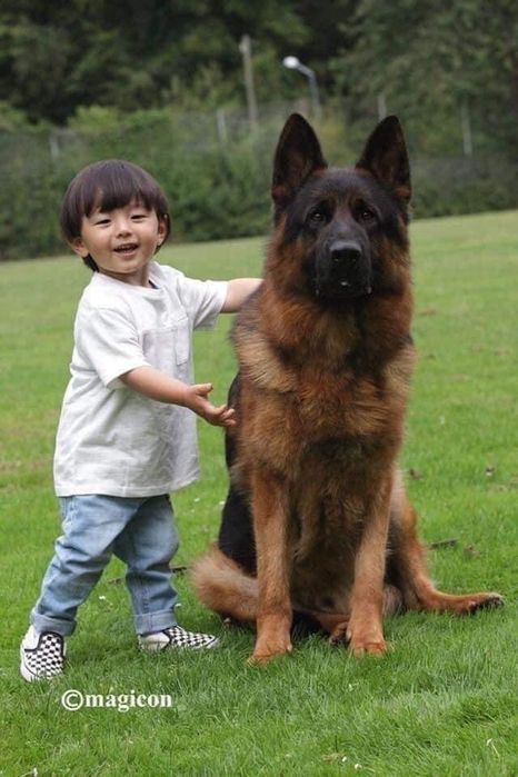 Femela ciobanesc german