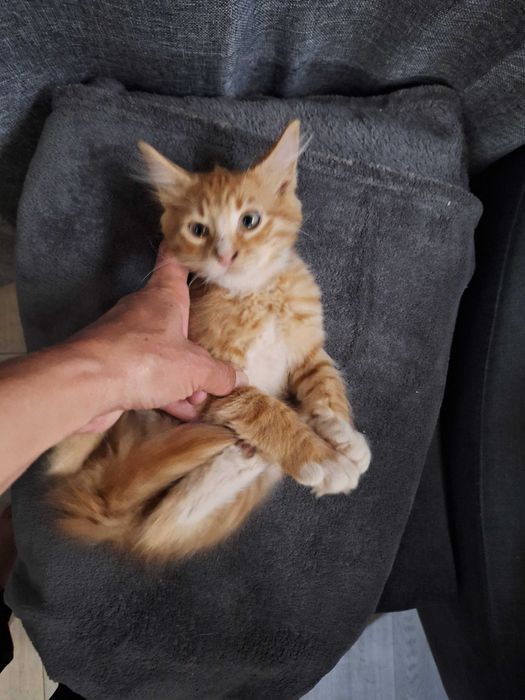 Малко пухкаво коте