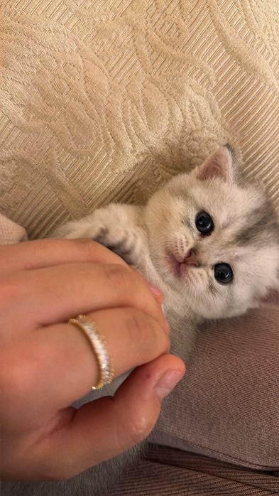 Котята Мальчики-шиншила