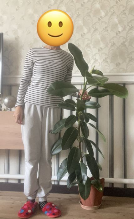 Фикус каучуконосный