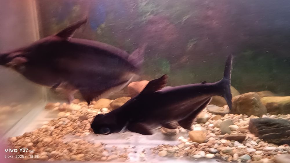 Продам пангасиуса - акулий сом взрослые особи