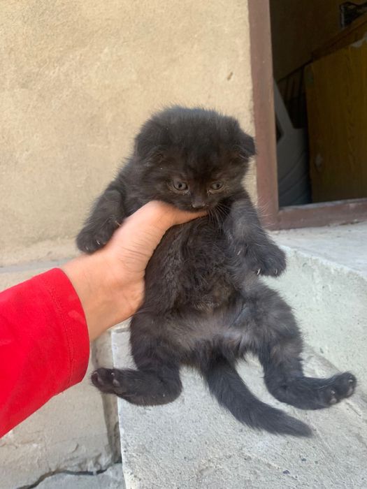 Отдам котят в добрые руки