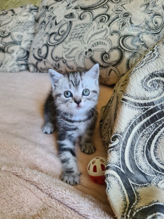 Британские короткошерстные
