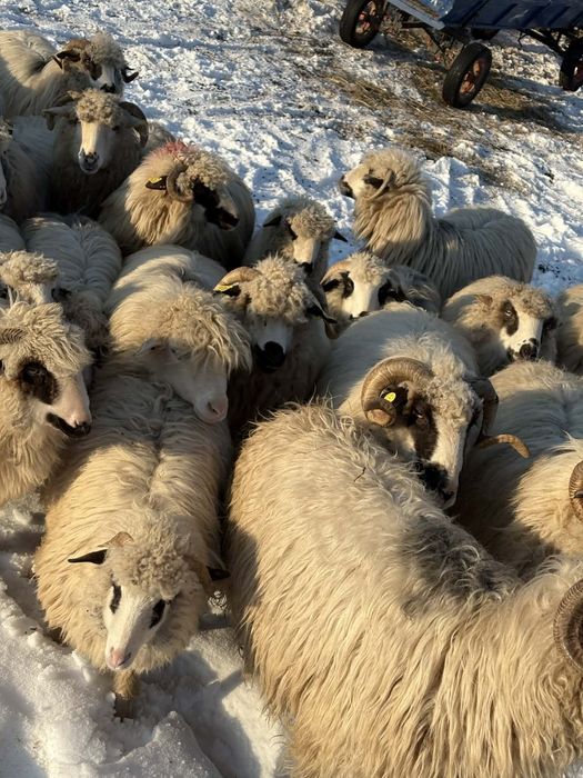 Disponibile oi de tinut