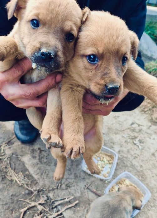 Отдам щенков в добрые руки