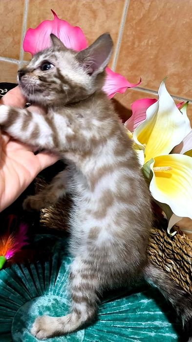 СНЕЖНЫЙ БЕНГАЛ, Котик- шик..