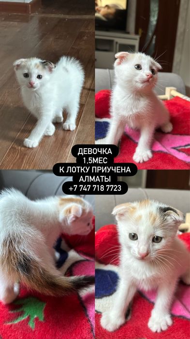 Котенок 1,5 мес в добрые руки