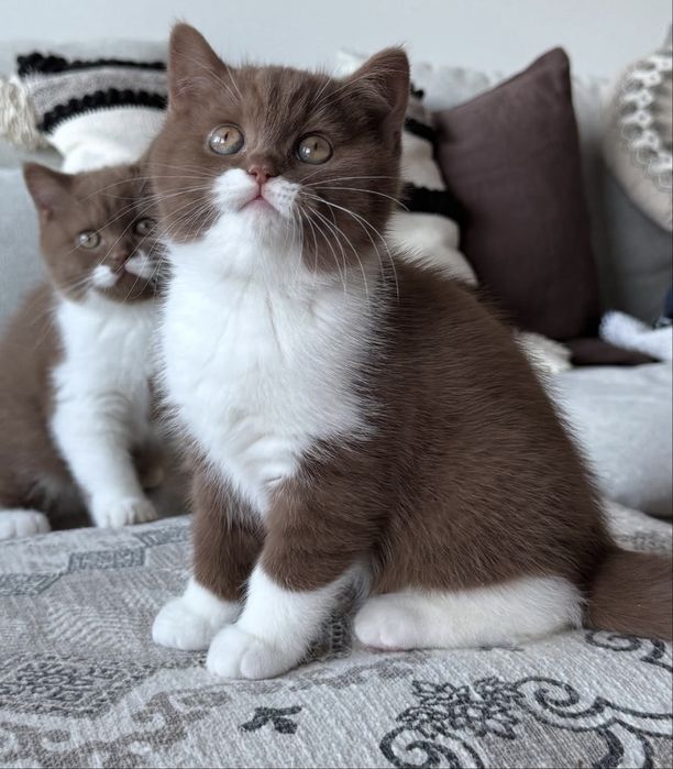 Котята Британские Короткошерстные