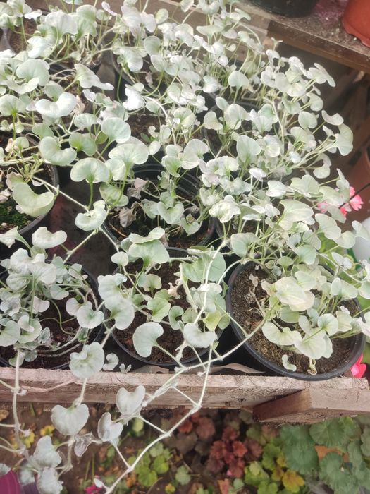 Серебристая дихондра