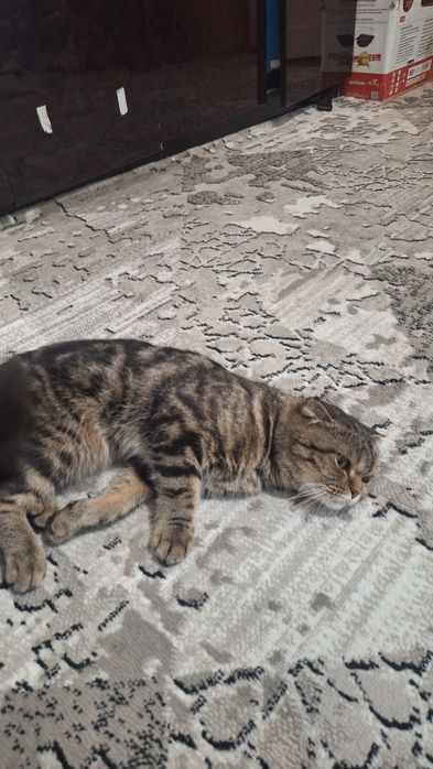 Skotsh fold qiz bola