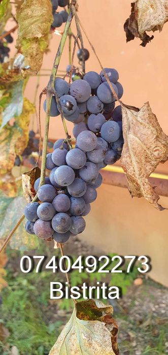struguri pentru vin