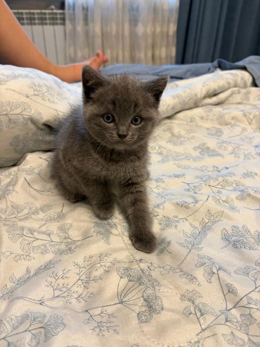 Котята шотландские прямаухие