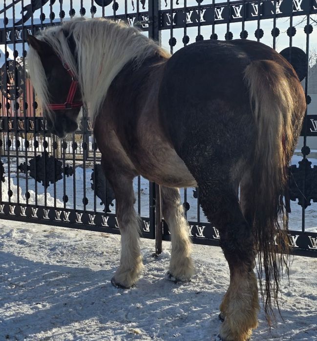 Vând mânză de 4 ani.