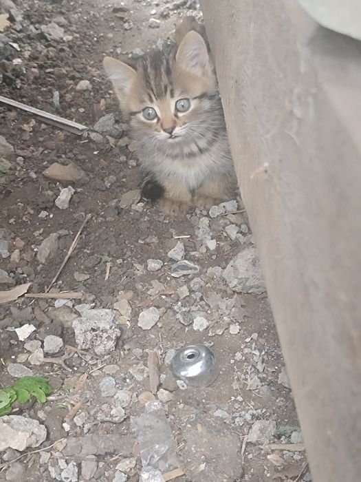 Отдам котят!срочно!