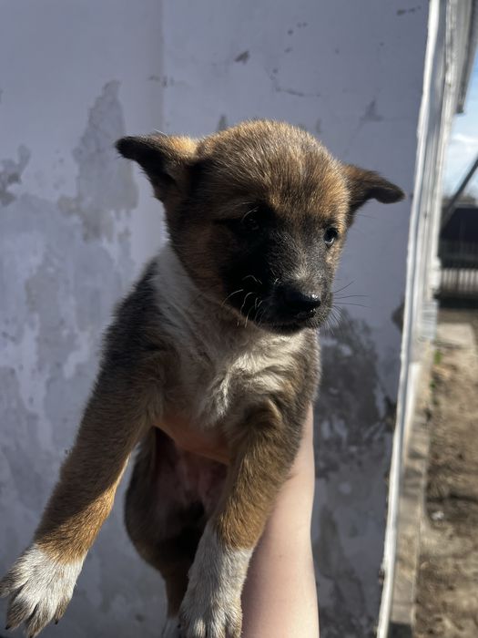 Отдам щенков в хорошие руки