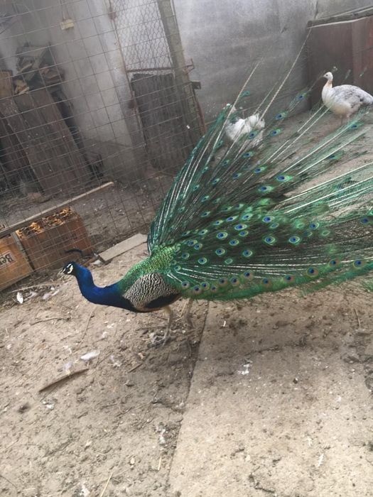 Păuni de vânzare!!