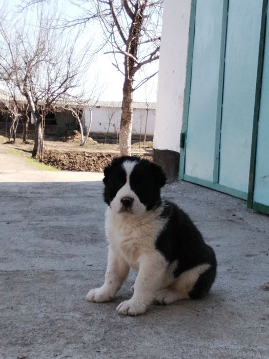 Күшік төбет сатылады