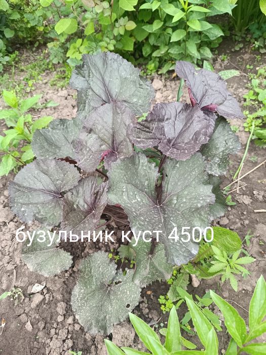 Продам цветы многолетний