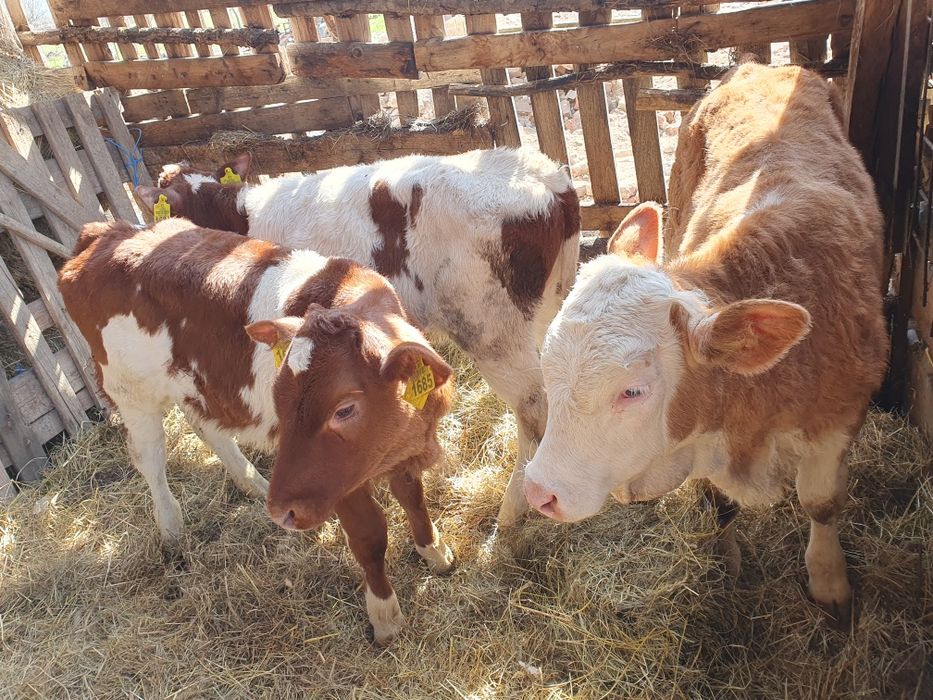 Vand 3 vitele baltate