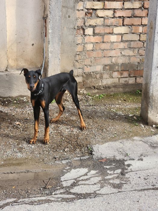 Продам собаку Доберман