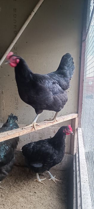 Корашахзода товуклари сотилади. Товуклар тухум туғяпти