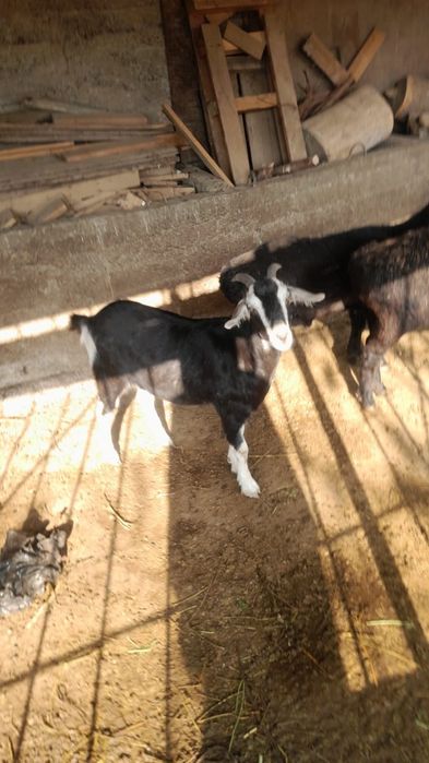 козы продается ешкі сатылады