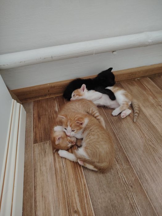 Котята, маргаулар