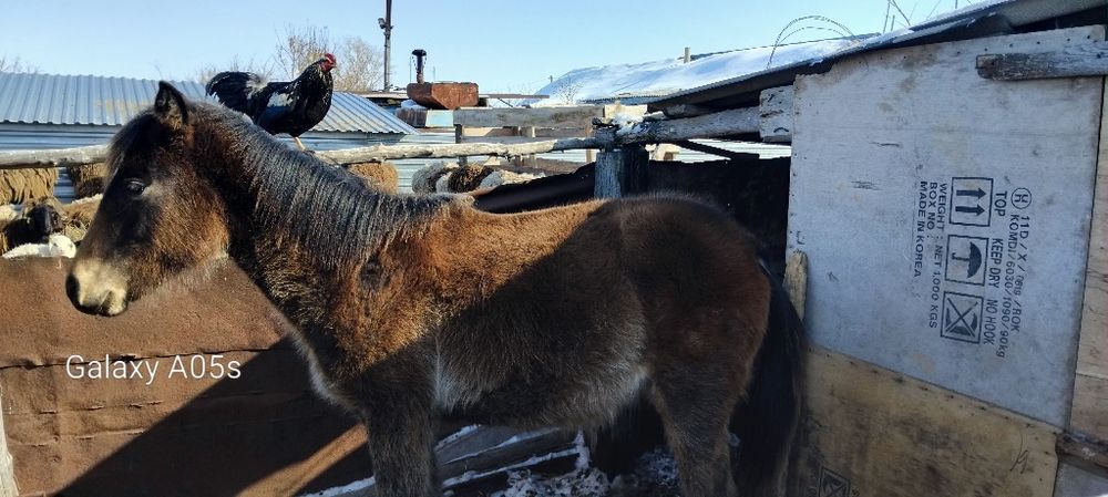 Продам молодого лошонка