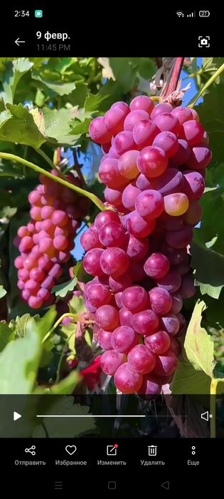 Богбон хизмати садовник