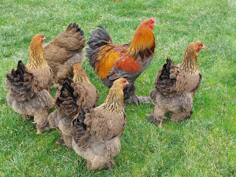 Brahma Potirinchiu