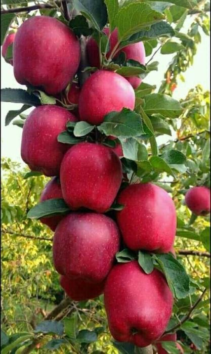 Pomi Fructiferi Columnari (Soiuri De Mar )