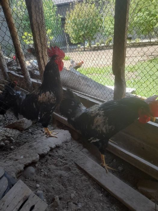 Хўрозлар сотилади.