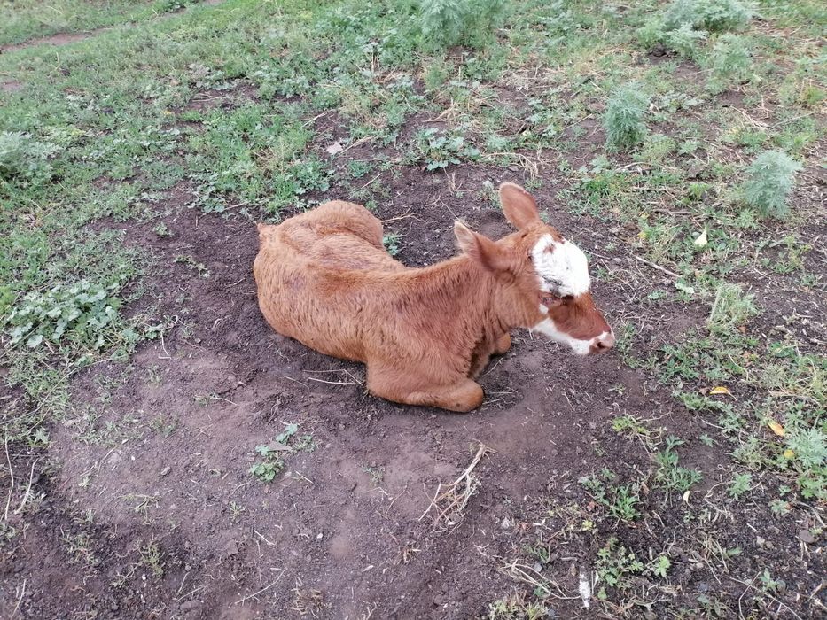Продам крс 5голов